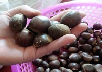 Hạt dẻ Trung Quốc gắn mác Việt Nam, làm sao để nhận biết?