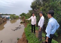 Mưa lớn làm sạt lở 50 m đê bao xuống sông Tiền
