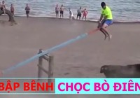 Ngồi bập bênh khiêu khích bò điên