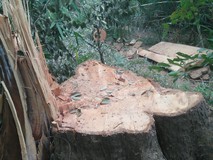 Kiểm lâm nói vụ phá rừng đặc dụng Nam Kar là...