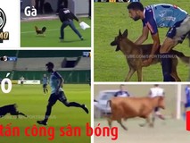 Những kẻ phá bĩnh nhưng vui nhộn trên sân...
