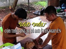 'Bảo mẫu' của thú cưng bị bỏ rơi ở...