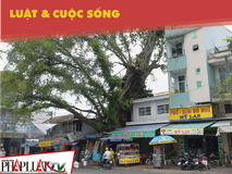 Cả khu dân cư “ngán” cây da cổ thụ...