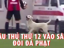 Chú chó giành đá phạt ở giải vô địch...