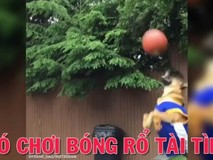 Chú chó chơi bóng rổ thật tài tình