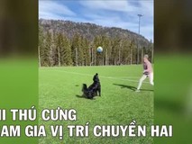 Video thú cưng xuất sắc ở vị trí chuyền...