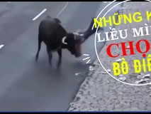 Lễ hội kỳ quặc chọc cho bò điên húc