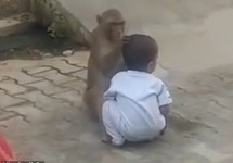 Khỉ bắt cóc em bé để có người chơi cùng