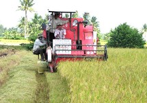 Vựa lúa gạo của cả nước chờ được ‘giải cứu’