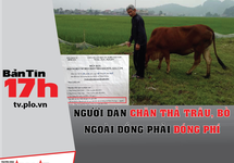 Người dân chăn thả trâu, bò ngoài đồng phải đóng phí