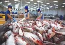 Nhiều 'ngôi sao mới nổi' của thị trường cá tra Việt