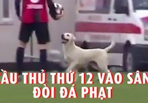 Chú chó giành đá phạt ở giải vô địch Thổ Nhĩ Kỳ