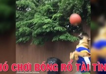 Chú chó chơi bóng rổ thật tài tình