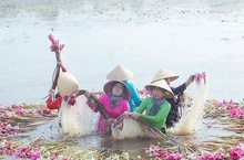 Mãn nhãn hoa súng mùa nước nổi ở Long An