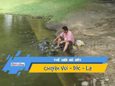 Video: Kỳ lạ rùa ngoi lên mặt nước chờ ăn