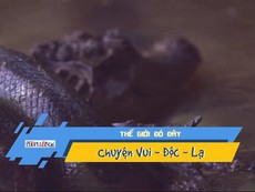 Video: Mải mê săn cua, cá sấu bị trăn khổng lồ nuốt chửng