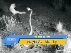 Video: Chuột “song phi cước” đá bay rắn đuôi chuông