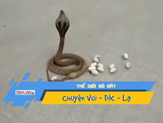 Video: Bạn đã bao giờ thấy rắn hổ mang đẻ trứng giữa đường?