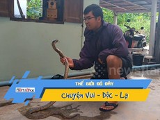 Nín thở xem thanh niên thu phục rắn hổ mang bằng tay không