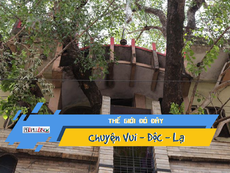 Video: Kỳ lạ cây trăm tuổi mọc xuyên căn nhà 4 tầng