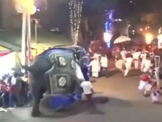Voi điên nổi loạn tại lễ hội, 17 người bị thương