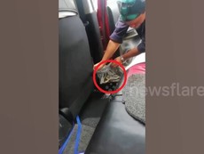 Hoảng hồn phát hiện trăn trong xe mới