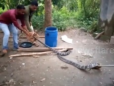 Hoảng hồn phát hiện rắn hổ mang 4,5m trong nhà vệ sinh
