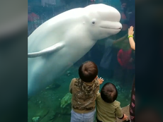 Cá voi trắng làm điều bất ngờ khi gặp trẻ em