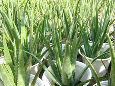 5 loại cây cảnh lọc không khí trong nhà giúp ngủ ngon