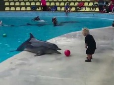 Clip: Cá heo đùa nghịch, chơi bóng cùng bé trai