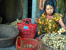 Người dân Tiên Phước thu hoạch bòn bon ‘tiến vua’