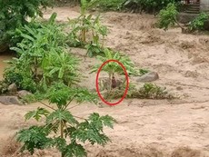 Cứu người phụ nữ chơi vơi giữa dòng nước lũ