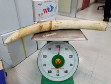 Bắt giữ ngà voi qua đường hàng không
