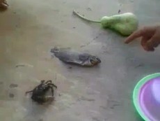 Độc đáo trò chơi bầu cua có một không hai