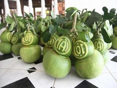 Đặt bưởi hồ lô từ tháng 9 mới có hàng chưng Tết