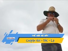 Vào rừng, vô tình đào được cục vàng 2 kg