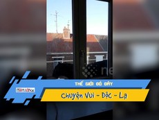 Báo xổng chuồng đi lang thang khắp tòa nhà ở Pháp
