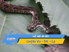 Video: Cận cảnh rắn độc hai đầu hiếm gặp