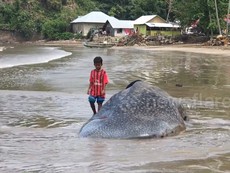 Cá nhám voi bỏ mạng do bơi vào bẫy cá