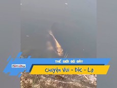 Hết hồn với cá có khuôn mặt giống người