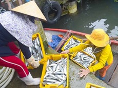 Clip: Ngư dân trúng đậm, lời hàng trăm triệu đồng