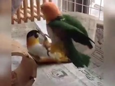 'Võ sư vẹt' hạ đối thủ trong vòng 3 giây
