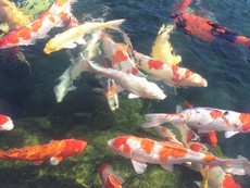 Vẻ đẹp mê hồn của cá Koi
