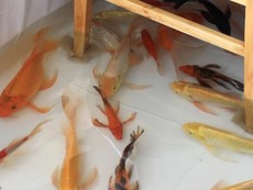 Quán cà phê độc lạ có cá bơi lội dưới chân khách