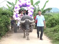 Độc đáo lễ rước dâu bằng xe trâu ở Nghệ An