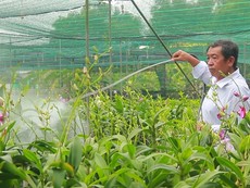 Clip: Các vựa hoa lan ở TP.HCM cháy hàng trước Tết