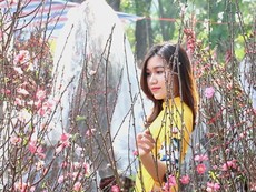 Chợ hoa Tết 2019 hút khách tham quan, chụp ảnh