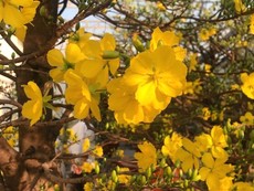 Thu tiền tỷ từ nghề trồng mai