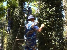 Hàng trăm chiến sĩ tham gia giúp dân thu hoạch tiêu