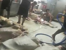 Thịt bò, gà bẩn vương vãi khắp sàn nhà, gần cống thoát nước